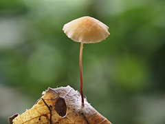 Marasmius elegans