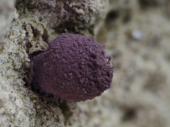 Coniolepiota spongodes