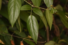 Jasminum sinense