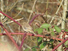 Haemorhous mexicanus