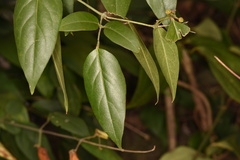 Jasminum sinense
