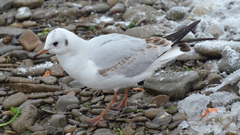 Chroicocephalus ridibundus