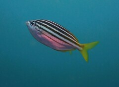 Atypichthys strigatus