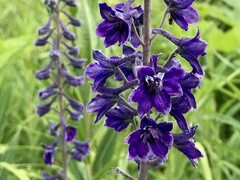 Delphinium glaucum