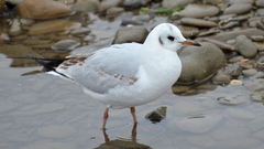 Chroicocephalus ridibundus