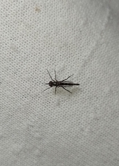 Ataenogera brevicornis