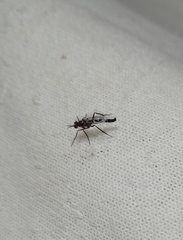 Ataenogera brevicornis