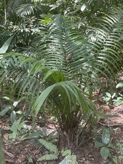 Arecoideae