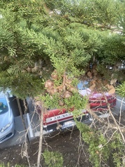 Cupressus