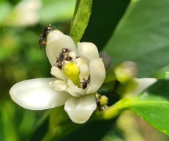 Citrus × latifolia