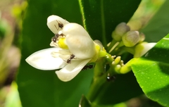 Citrus × latifolia