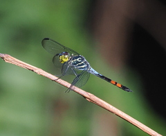 Agrionoptera sexlineata
