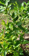 Citrus × latifolia