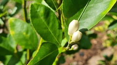 Citrus × latifolia