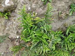 Asplenium lyallii