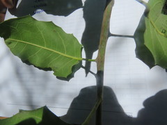 Hyperbaena ilicifolia