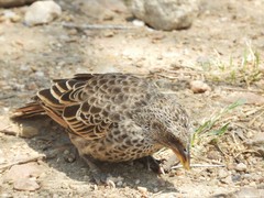 Histurgops ruficauda