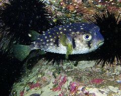 Dicotylichthys punctulatus