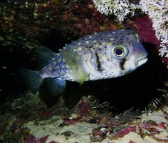 Dicotylichthys punctulatus