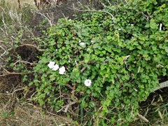 Calystegia tuguriorum