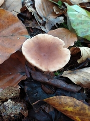 Lactarius subdulcis