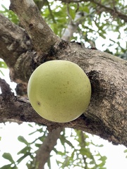 Crescentia alata