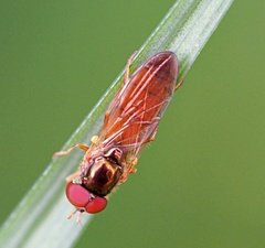 Episyrphus viridaureus