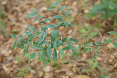 Wikstroemia nutans