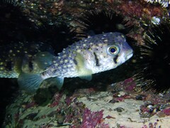 Dicotylichthys punctulatus