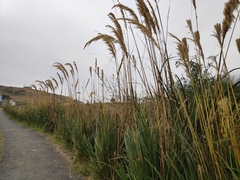 Austroderia richardii