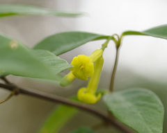 Wikstroemia nutans