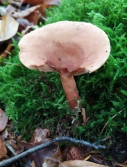 Lactarius subdulcis