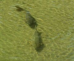 Cyprinus