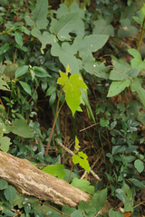 Rubus reflexus