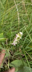 Disperis cardiophora