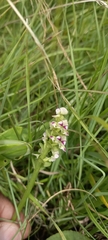 Disperis cardiophora