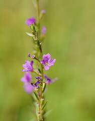 Lythrum salicaria