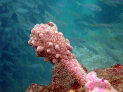 Pyura spinifera