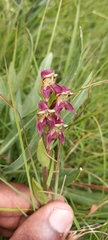 Disperis stenoplectron