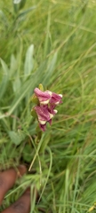Disperis stenoplectron