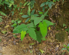 Rubus reflexus