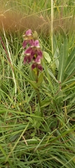 Disperis stenoplectron