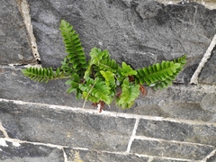 Asplenium obtusatum