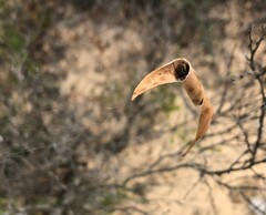 Phonognatha graeffei