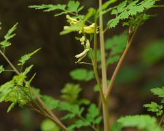 Corydalis balansae