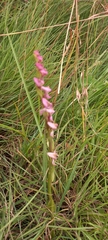 Disperis tysonii