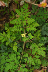 Corydalis balansae