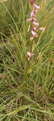 Disperis tysonii