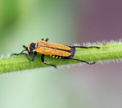 Chauliognathus flavipennis