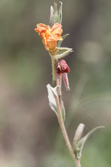 Oenothera stricta